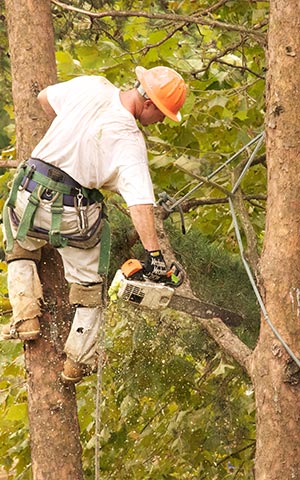 Tree Removal